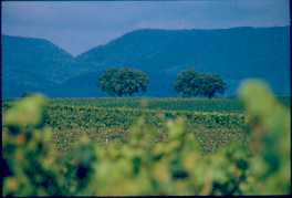 Weinbergslandschaft